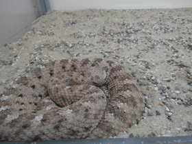 Смотреть фото Рогатый гремучник Фото Рогатый гремучник