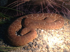 Смотреть фото Красный гремучник Фото Красный гремучник