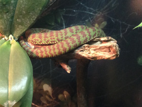 Смотреть фото Великолепная куфия Фото Великолепная куфия