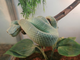 Смотреть фото Целебесская куфия Фото Целебесская куфия