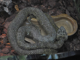 Смотреть фото Мангшанская куфия Фото Мангшанская куфия