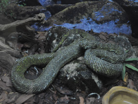 Смотреть фото Мангшанская куфия Фото Мангшанская куфия