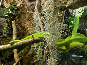 Смотреть фото Узкоголовая мамба Фото Узкоголовая мамба