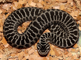 Смотреть фото Гадюка Динника Фото Гадюка Динника