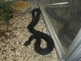 Смотреть фото Гадюка Казнакова Фото Гадюка Казнакова