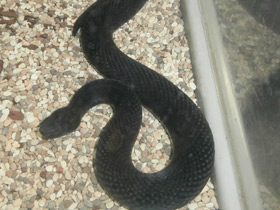 Смотреть фото Гадюка Казнакова Фото Гадюка Казнакова