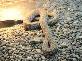 Смотреть фото Гюрза Фото Гюрза