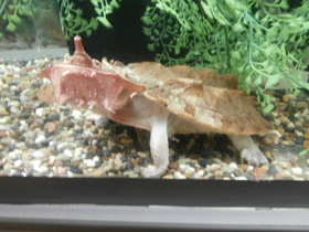 Смотреть фото Черепаха матамата Фото Черепаха матамата