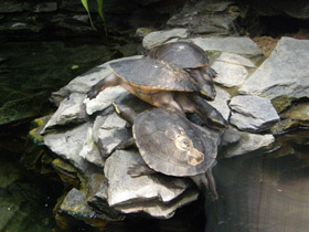 Смотреть фото Австралийская короткошейная черепаха Фото Австралийская короткошейная черепаха