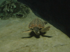 Смотреть фото Логгерхед Фото Логгерхед