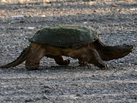 Смотреть фото Каймановая черепаха Фото Каймановая черепаха