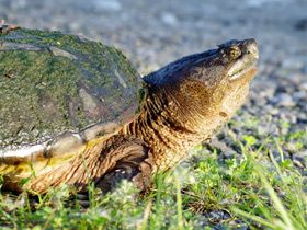 Смотреть фото Каймановая черепаха Фото Каймановая черепаха