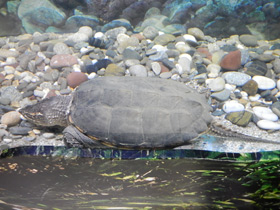 Смотреть фото Каймановая черепаха Фото Каймановая черепаха