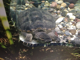 Смотреть фото Каймановая черепаха Фото Каймановая черепаха