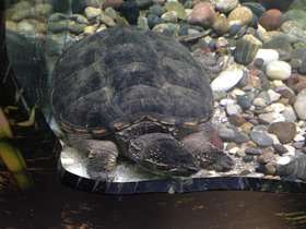 Смотреть фото Каймановая черепаха Фото Каймановая черепаха