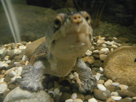 Смотреть фото Головастая иловая черепаха Фото Головастая иловая черепаха