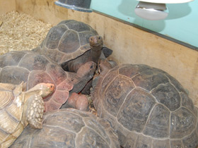 Смотреть фото Слоновая черепаха Фото Слоновая черепаха