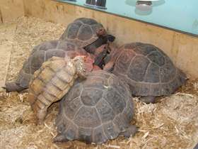 Смотреть фото Слоновая черепаха Фото Слоновая черепаха
