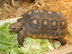Смотреть фото Угольная черепаха Фото Угольная черепаха