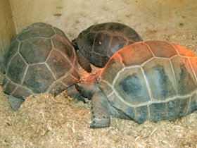 Смотреть фото Сейшельская черепаха Фото Сейшельская черепаха