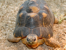 Смотреть фото Лучистая черепаха Фото Лучистая черепаха