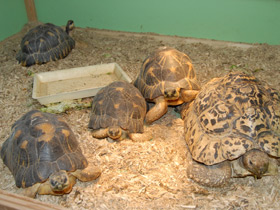 Смотреть фото Лучистая черепаха Фото Лучистая черепаха