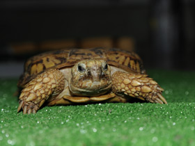 Смотреть фото Эластичная черепаха Фото Эластичная черепаха