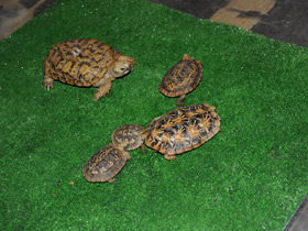 Смотреть фото Эластичная черепаха Фото Эластичная черепаха