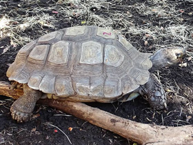 Фото Коричневая черепаха
